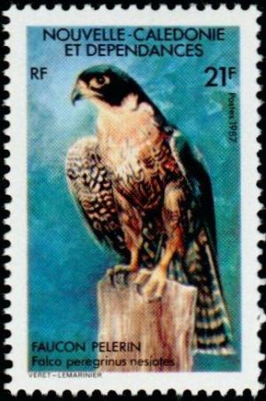 Colnect-854-525-Peregrine-Falcon-Falco-peregrinus-ssp-nesiotes.jpg