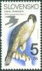 Colnect-713-878-Peregrine-Falcon-Falco-peregrinus.jpg