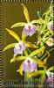 Colnect-1671-059-Flora-Orchids.jpg