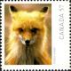 Colnect-768-298-Red-Fox-Vulpes-vulpes.jpg