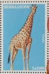 Colnect-1873-936-Giraffe-Giraffa-camelopardalis.jpg