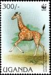 Colnect-6292-542-Rothschild%E2%80%99s-Giraffe-Giraffa-camelopardalis-ssp-rothschild.jpg