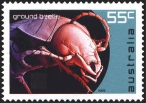 Colnect-1539-782-Ground-Beetle.jpg