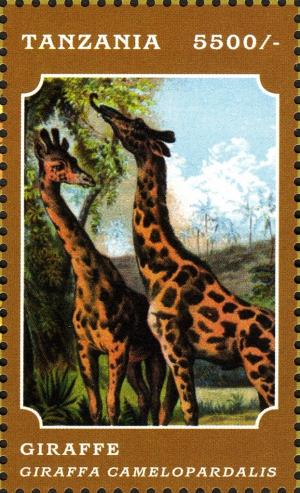 Colnect-2427-315-Giraffe-Giraffa-camelopardalis.jpg