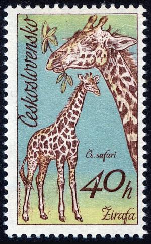 Colnect-4012-228-Giraffe-Giraffa-camelopardalis.jpg