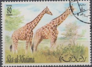 Colnect-5380-610-Giraffe-Giraffa-camelopardalis.jpg