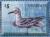 Colnect-4523-305-Slender-billed-Gull----Chroicocephalus-genei.jpg