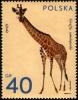 Colnect-3794-151-Giraffe-Giraffa-camelopardalis.jpg