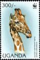 Colnect-6292-540-Rothschild%E2%80%99s-Giraffe-Giraffa-camelopardalis-ssp-rothschild.jpg