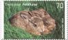 Colnect-3183-872-Brown-hare-Lepus-europeus.jpg