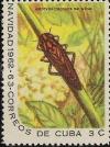 Colnect-900-857-Cicada-Hortensia-conciliata.jpg