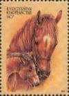 Colnect-990-637-Thoroughbred-Horse-Equus-ferus-caballus.jpg