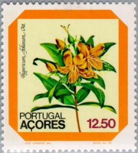 Colnect-185-951-Flower---Hypericum-foliosum-Ait.jpg