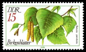 Colnect-1980-197-Leaves-of-the-Hanging-Birch-Betula-pendula.jpg