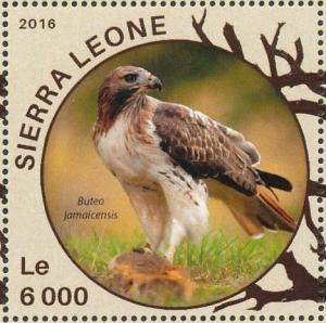 Colnect-3566-069-Red-tailed-Hawk---Buteo-jamaicensis.jpg