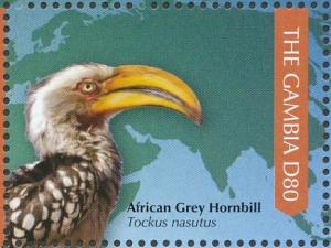 Colnect-3805-301-African-Grey-Hornbill-Lophoceros-nasutus.jpg