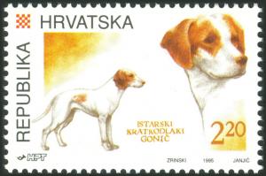 Colnect-5636-922-Istrian-Short-haired-Hunting-Dog-Canis-lupus-familiaris.jpg