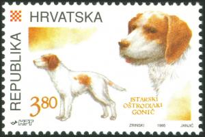 Colnect-5636-925-Istrian-Wire-haired-Hunting-Dog-Canis-lupus-familiaris.jpg