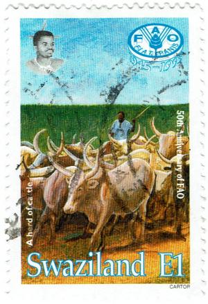 Colnect-5825-301-Herd-of-Cattle.jpg