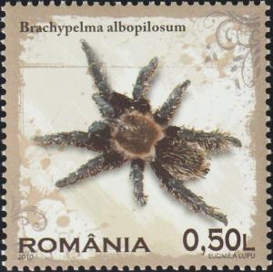 Colnect-5940-170-Honduran-Curly-Hair-Brachypelma-albopilosum.jpg