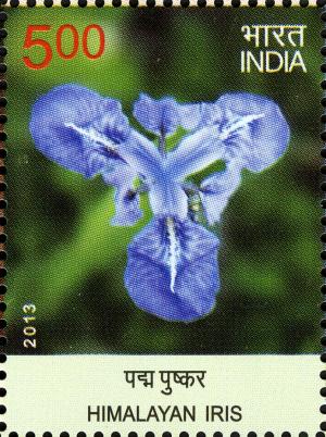 Colnect-6204-112-Himalayan-Iris.jpg