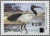 Colnect-3051-503-African-Sacred-Ibis-Threskiornis-aethiopicus.jpg