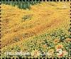 Colnect-4561-567-Flowers-in-the-Bua-Tong-Meadow.jpg