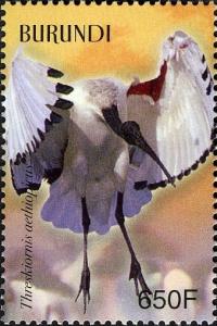 Colnect-1593-014-African-Sacred-Ibis-Threskiornis-aethiopicus.jpg