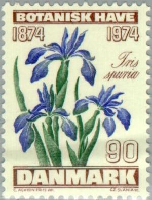 Colnect-156-516-Blue-Iris-Iris-spuria-L.jpg