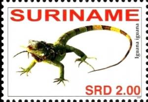 Colnect-4017-082-Iguana-iguana.jpg