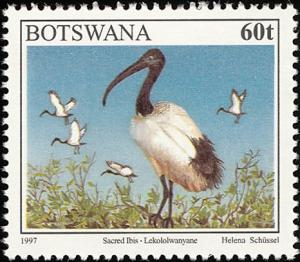 Colnect-5250-718-African-Sacred-Ibis-Threskiornis-aethiopicus.jpg