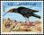Colnect-1894-971-Northern-Bald-Ibis-nbsp-Geronticus-eremita.jpg