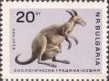 Colnect-3270-891-Eastern-Grey-Kangaroo-Macropus-giganteus.jpg