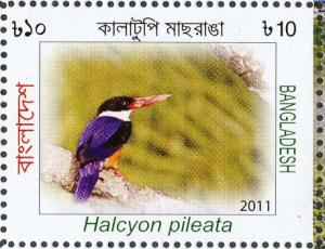 Colnect-4595-161-Black-capped-Kingfisher-Halcyon-pileata.jpg