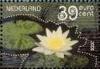 Colnect-830-920-Water-Lily-Nymphaea-alba.jpg
