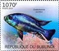 Colnect-3102-364-Malawi-Thick-Lip-Cheilochromis-euchilus.jpg