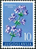Colnect-5663-767-Lavender-Lavandula-angustifolia.jpg