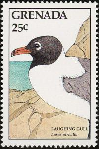 Colnect-4398-898-Laughing-gull.jpg