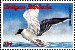 Colnect-4121-401-Laughing-gull.jpg