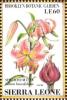 Colnect-4207-977-Speciosum-Lily-Lilium-lancefolium.jpg