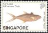 Colnect-1606-834-Indo-Pacific-King-Mackerel-Scomberomorus-guttatus.jpg