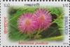Colnect-1720-354-Mimosa-pudica.jpg