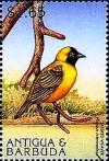 Colnect-4127-048-Masked-weaver.jpg