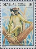 Colnect-2199-417-Grivet-or-Green-Monkey-Cercopithecus-aethiops.jpg