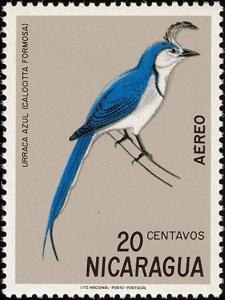 Colnect-1625-991-White-throated-Magpie-Jay-Calocitta-formosa.jpg
