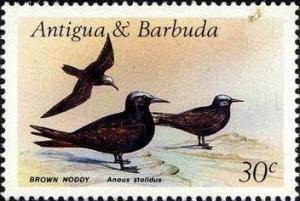 Colnect-1952-424-Brown-Noddy-Anous-stolidus.jpg