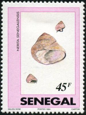 Colnect-951-626-Black-African-Nerite-Nerita-senegalensis.jpg