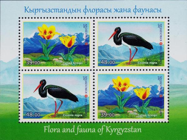 Colnect-4118-015-Black-Stork-Ciconia-nigra-Greigii-Tulip-Tulipa-greigii.jpg