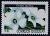 Colnect-1295-409-Oxalis-pudica.jpg