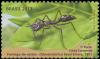 Colnect-4072-775-Ant-Odontomachus-bauri.jpg